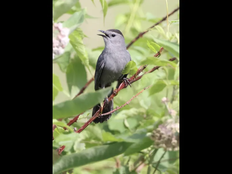 A gray catbird at Breakneck Hill Conservation Land in Southborough, photographed by Steve Forman.