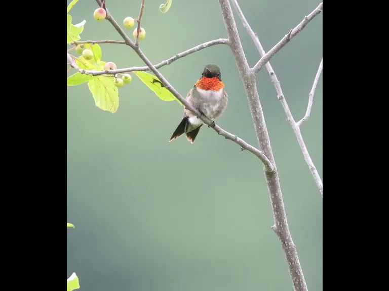 A ruby-throated hummingbird at Breakneck Hill Conservation Land in Southborough, photographed by Steve Forman.