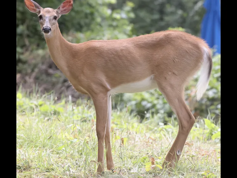 A white-tailed deer in Framingham, photographed by Steve Forman.