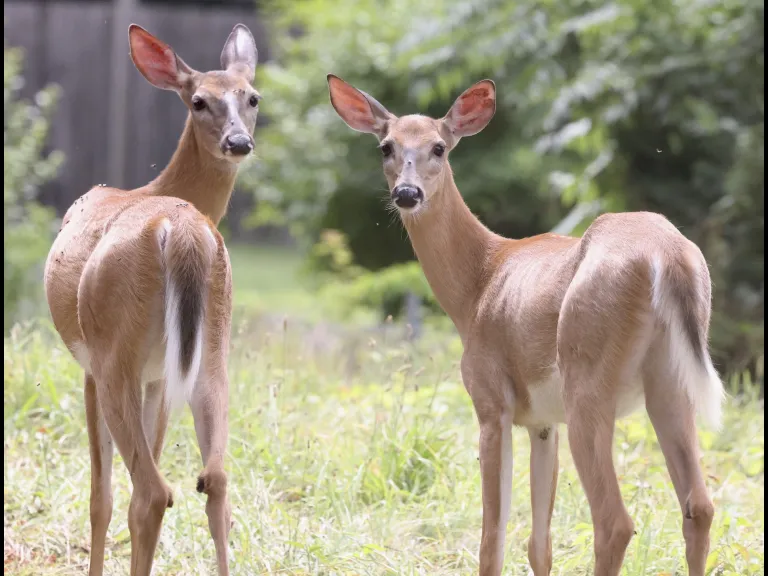 White-tailed deer in Framingham, photographed by Steve Forman.