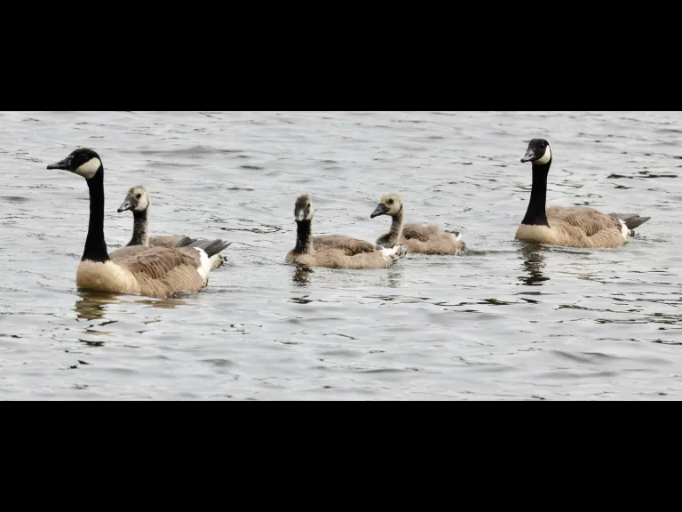 Canada geese at Hager Pond in Marlborough, photographed by Steve Forman. Canada geese at Hager Pond in Marlborough, photographed by Steve Forman.
