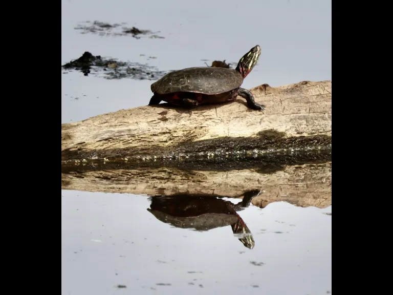 A painted turtle at Hager Pond in Marlborough, photographed by Steve Forman. A painted turtle at Hager Pond in Marlborough, photographed by Steve Forman.