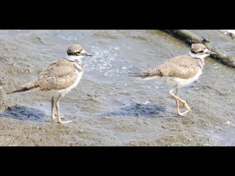 Killdeer chicks at Hager Pond in Marlborough, photographed by Steve Forman. Killdeer chicks at Hager Pond in Marlborough, photographed by Steve Forman.
