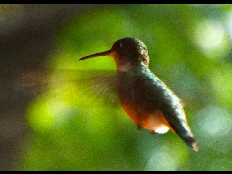 A ruby-throated hummingbird in Harvard, photographed by Robin Right.