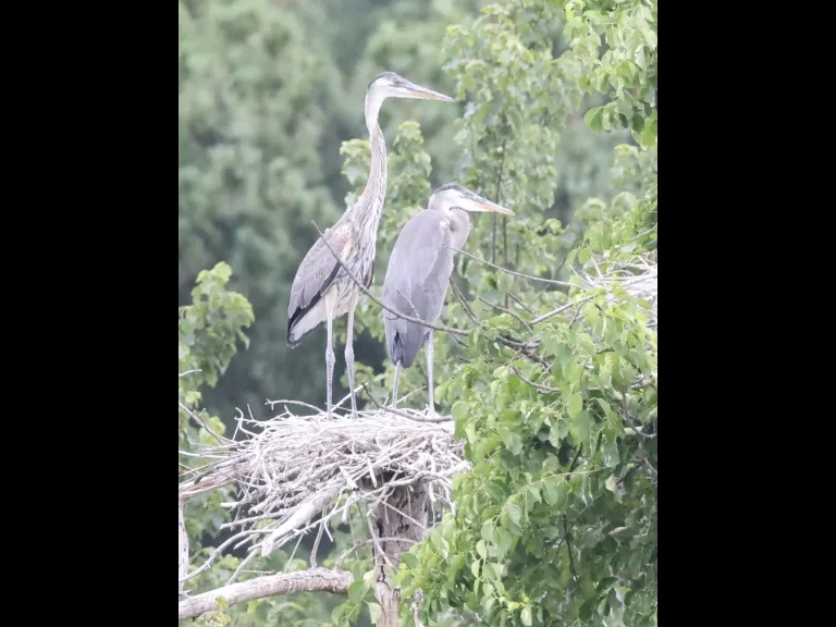 Great blue herons in Southborough, photographed by Steve Forman.