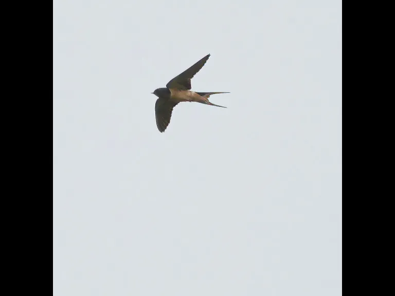 A barn swallow at Breakneck Hill Conservation Land in Southborough, photographed by Steve Forman.