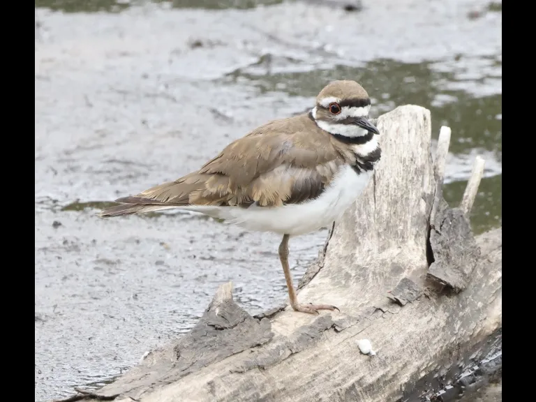 A killdeer at Hager Pond in Marlborough, photographed by Steve Forman. A killdeer at Hager Pond in Marlborough, photographed by Steve Forman.