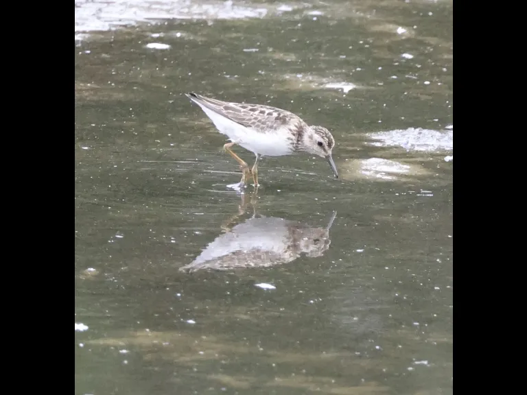 A least sandpiper at Hager Pond in Marlborough, photographed by Steve Forman. A least sandpiper at Hager Pond in Marlborough, photographed by Steve Forman.