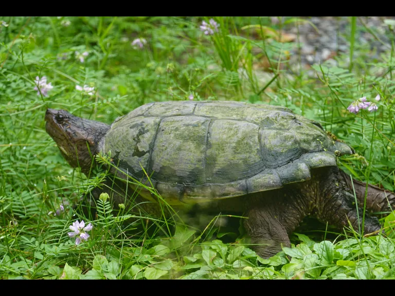 A snapping turtle in Framingham, photographed by Margaret McKane.
