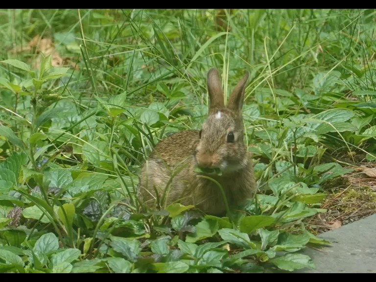 A cotton-tailed rabbit in Framingham, photographed by Margaret McKane.