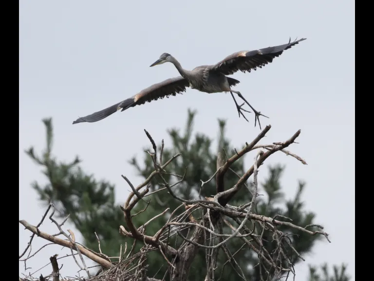 A great blue heron in Southborough, photographed by Steve Forman.