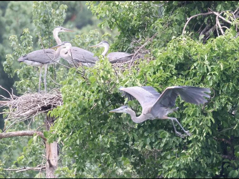 Great blue herons in Southborough, photographed by Steve Forman.