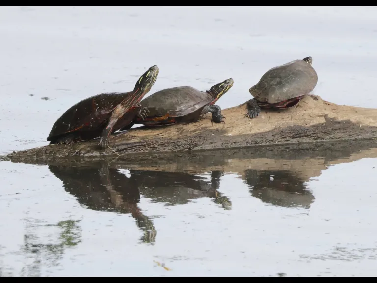 Painted turtles at Hager Pond in Marlborough, photographed by Steve Forman. Painted turtles at Hager Pond in Marlborough, photographed by Steve Forman.