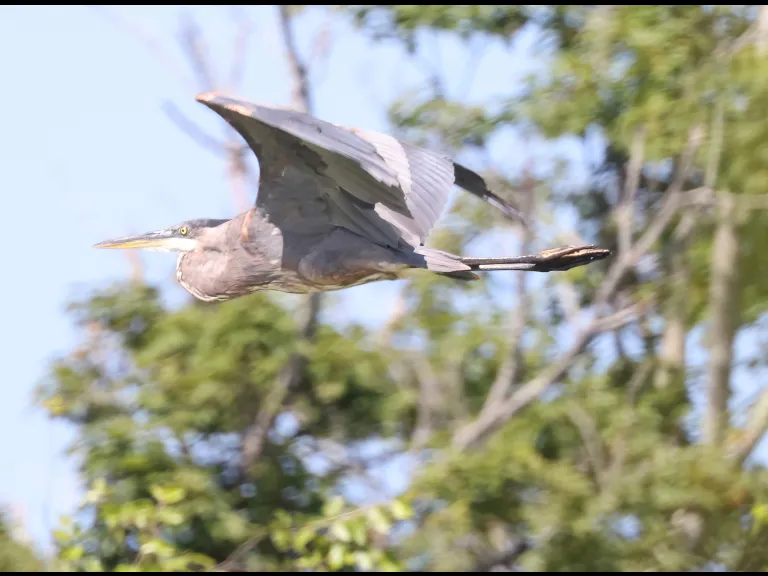 A great blue heron at Farm Pond in Framingham, photographed by Steve Forman.