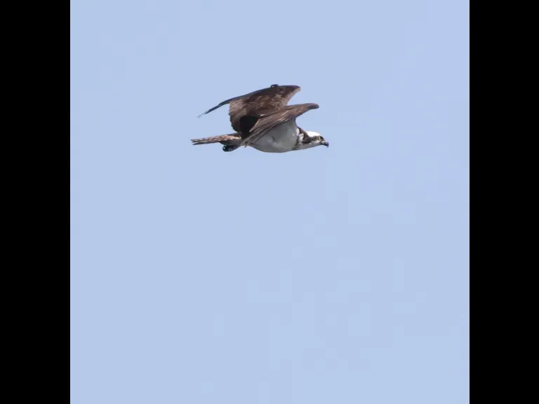 An osprey at Farm Pond in Framingham, photographed by Steve Forman.