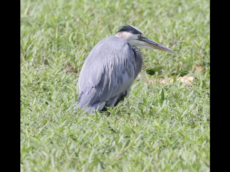 A great blue heron at Bruce's Pond in Hudson, photographed by Steve Forman.
