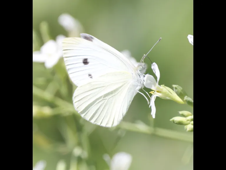 A cabbage white butterfly at Breakneck Hill Conservation Land in Southborough, photographed by Steve Forman.