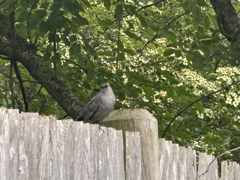 Nancy Shaw photographed a gray catbird in Framingham.