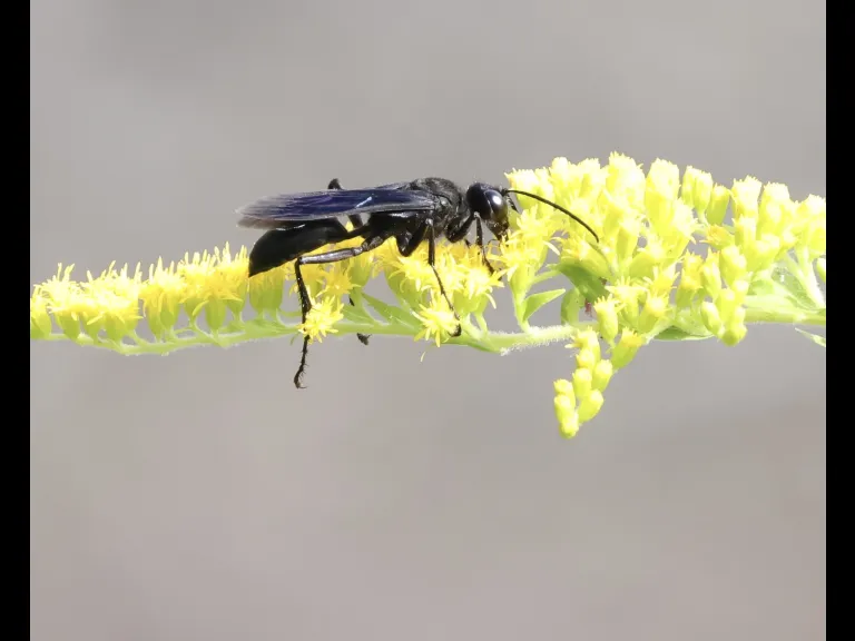A great black wasp at Breakneck Hill Conservation Land in Southborough, photographed by Steve Forman.