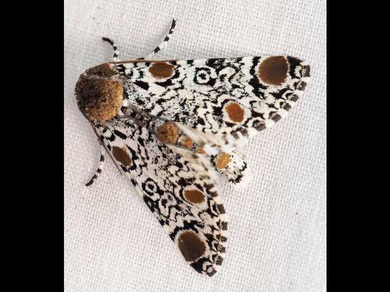 A Harris' Three-spot moth at SVT's Wolbach Farm in Sudbury, photographed by Norm Levey.