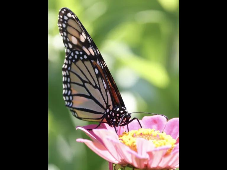 A monarch butterfly at Breakneck Hill Conservation Land in Southborough, photographed by Steve Forman.