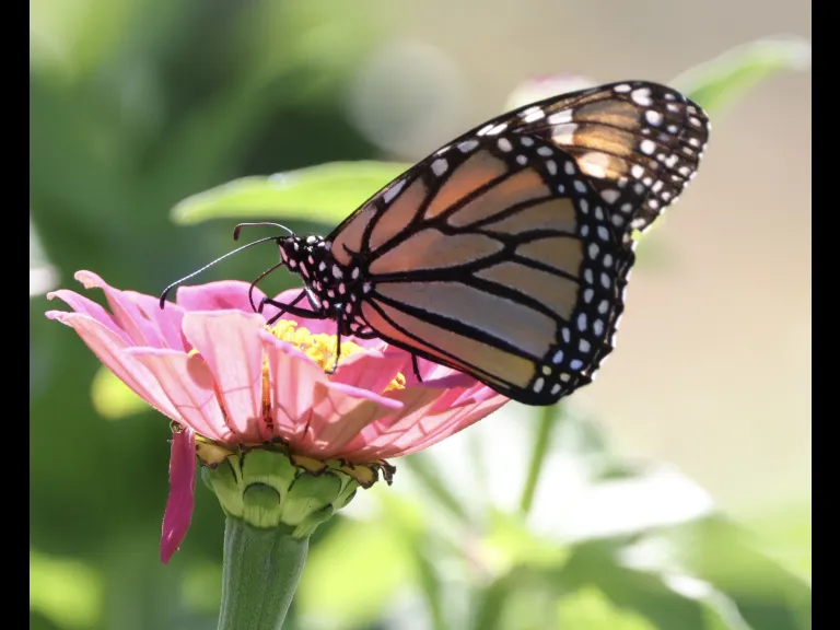 A monarch butterfly at Breakneck Hill Conservation Land in Southborough, photographed by Steve Forman.