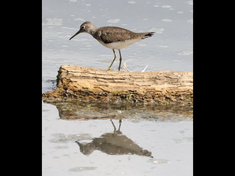 A solitary sandpiper at Hager Pond in Marlborough, photographed by Steve Forman.