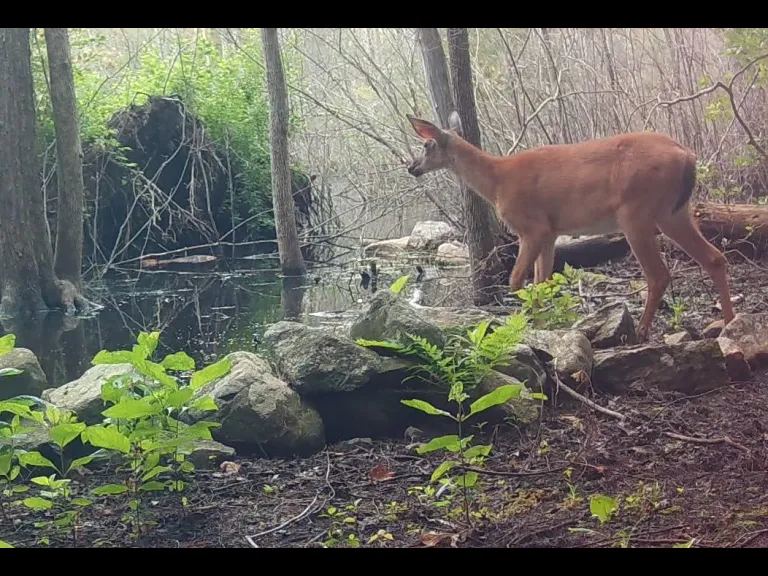 A white-tailed deer watches a beaver in Framingham, photographed with an automatically triggered wildlife camera by Margaret McKane.