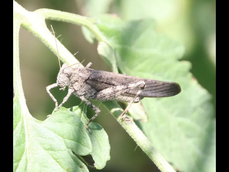 A grasshopper at Breakneck Hill Conservation Land in Southborough, photographed by Steve Forman.