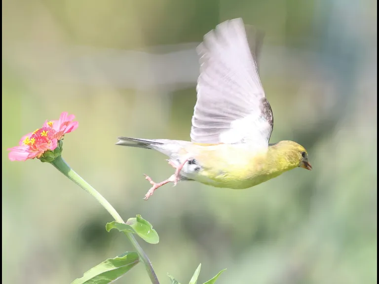 An American goldfinch at Breakneck Hill Conservation Land in Southborough, photographed by Steve Forman.