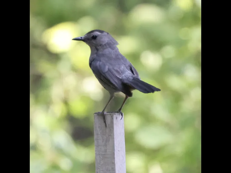 A gray catbird at Breakneck Hill Conservation Land in Southborough, photographed by Steve Forman.