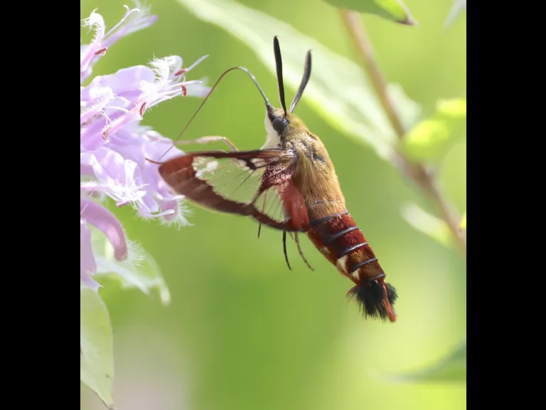 A hummingbird clearwing moth at Breakneck Hill Conservation Land in Southborough, photographed by Steve Forman.