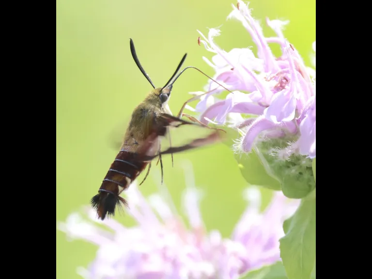 A hummingbird clearwing moth at Breakneck Hill Conservation Land in Southborough, photographed by Steve Forman.