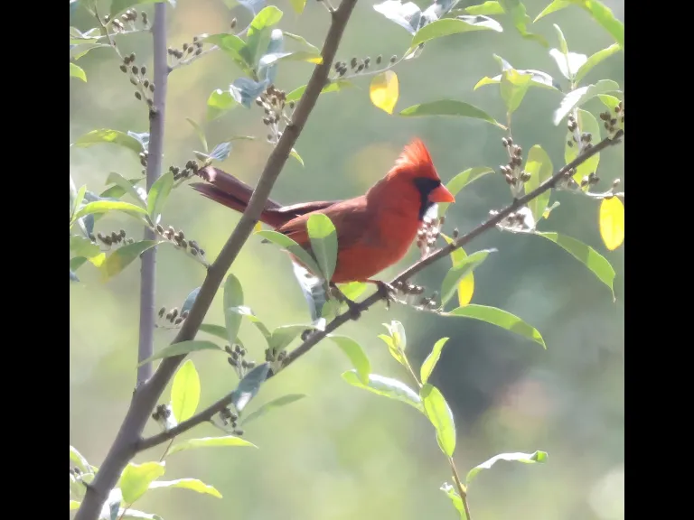 A northern cardinal at Breakneck Hill Conservation Land in Southborough, photographed by Steve Forman.