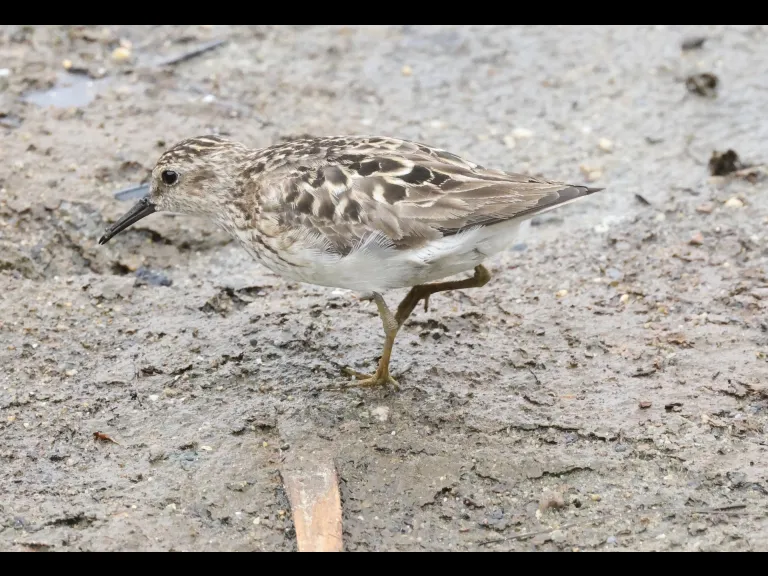 A least sandpiper at Hager Pond in Marlborough, photographed by Steve Forman.