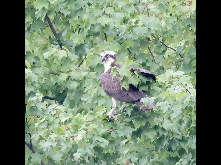 An osprey at Hager Pond in Marlborough, photographed by Steve Forman.