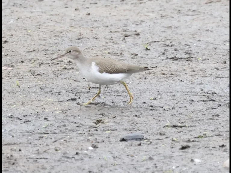 A spotted sandpiper at Hager Pond in Marlborough, photographed by Steve Forman.