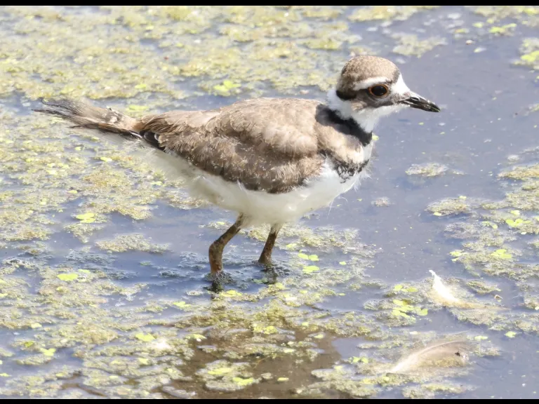 A killdeer at Hager Pond in Marlborough, photographed by Steve Forman.