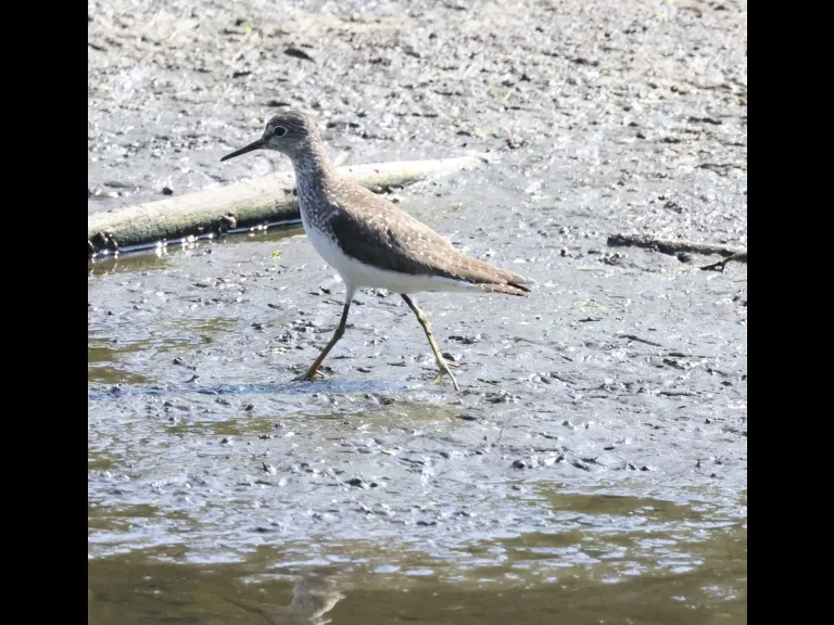 A solitary sandpiper at Hager Pond in Marlborough, photographed by Steve Forman.