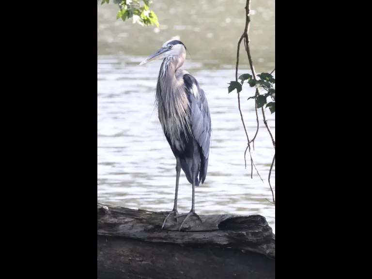 A great blue heron at Hager Pond in Marlborough, photographed by Steve Forman.