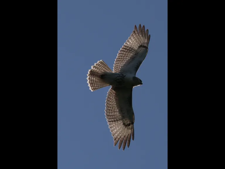 A red-tailed hawk in Sudbury, photographed by Curtis Heisey.