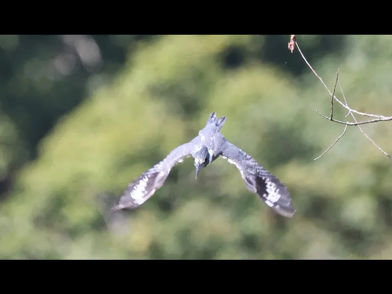 A belted kingfisher at Bruce's Pond in Hudson, photographed by Steve Forman.