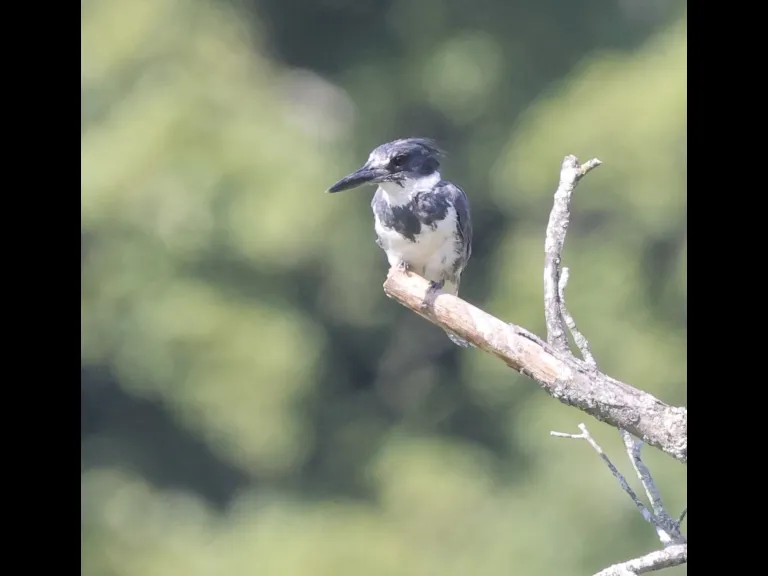 A belted kingfisher at Bruce's Pond in Hudson, photographed by Steve Forman.
