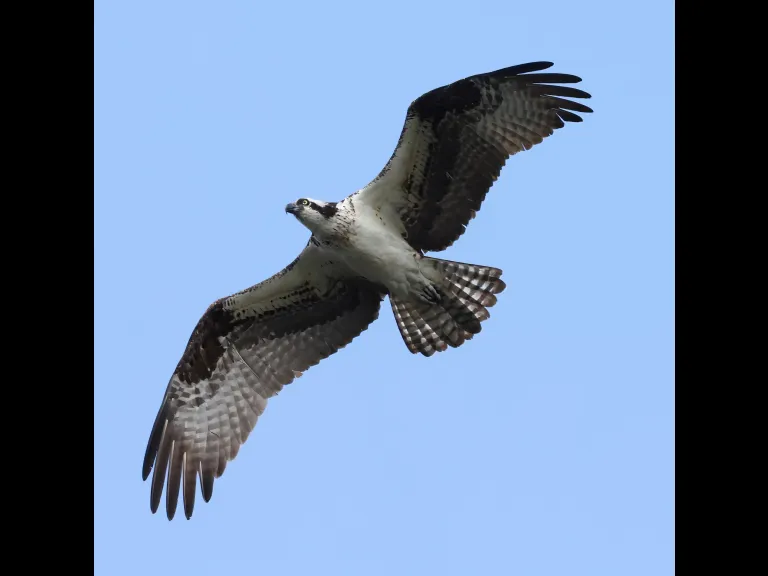 An osprey at Bartlett Pond in Northborough, photographed by Steve Forman.