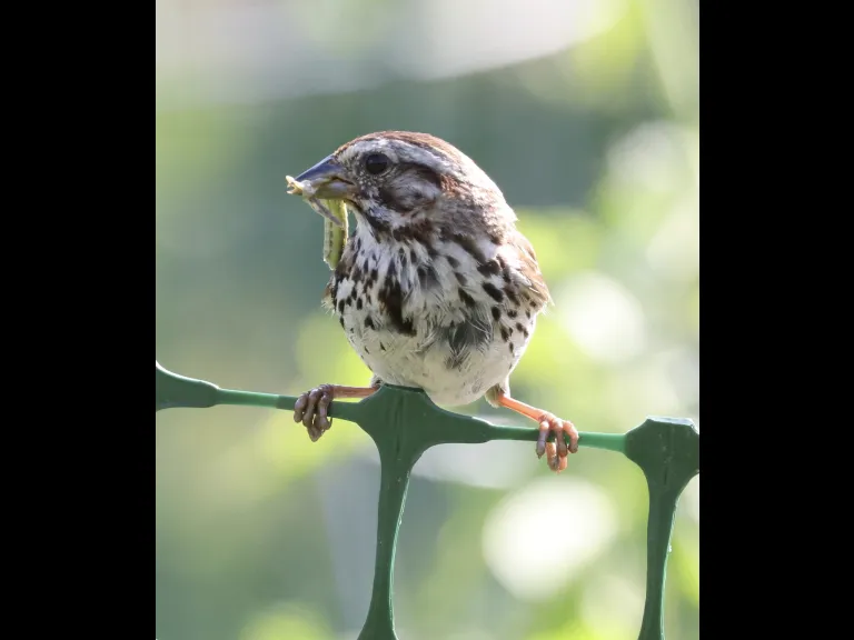 A song sparrow at Breakneck Hill Conservation Land in Southborough, photographed by Steve Forman.