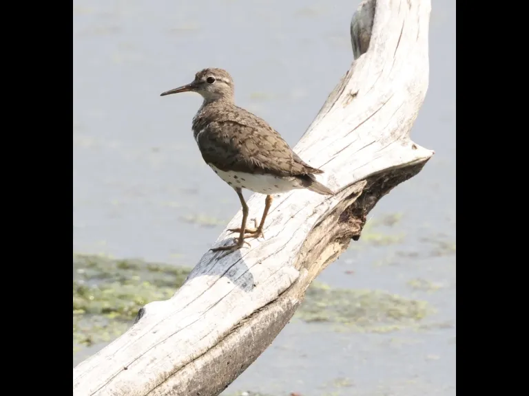 A spotted sandpiper at Hager Pond in Marlborough, photographed by Steve Forman. A spotted sandpiper at Hager Pond in Marlborough, photographed by Steve Forman.
