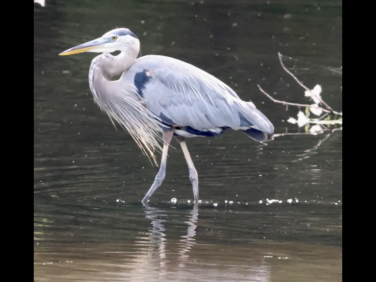 A great blue heron at Hager Pond in Marlborough, photographed by Steve Forman. A great blue heron at Hager Pond in Marlborough, photographed by Steve Forman.