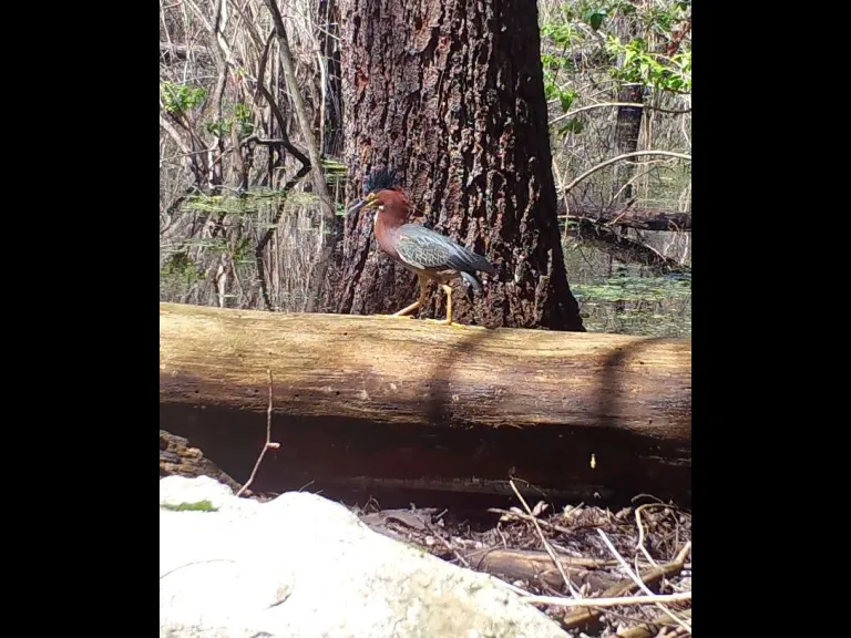 A green heron in Framingham, photographed with an automatically triggered wildlife camera by Margaret McKane.