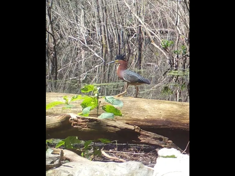 A green heron in Framingham, photographed with an automatically triggered wildlife camera by Margaret McKane.