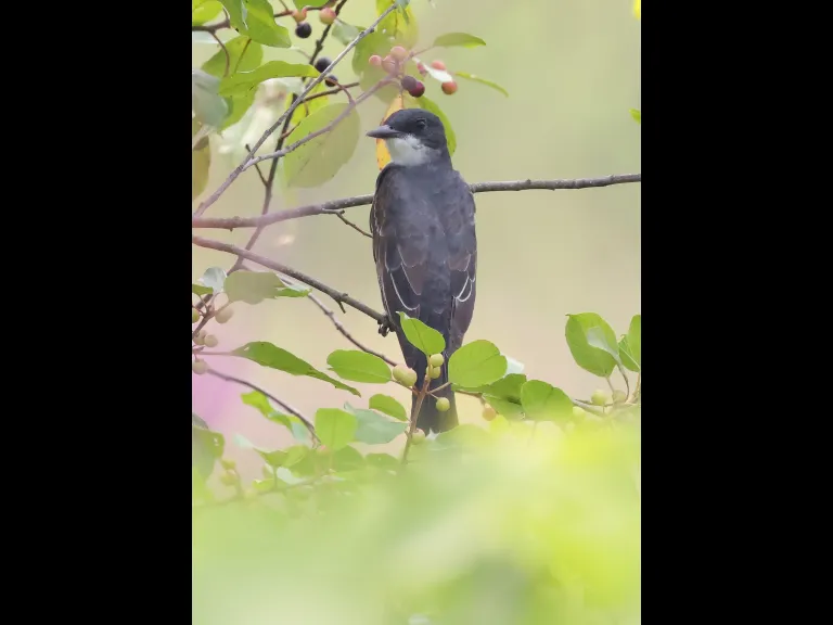 An eastern kingbird at Breakneck Hill Conservation Land in Southborough, photographed by Steve Forman.